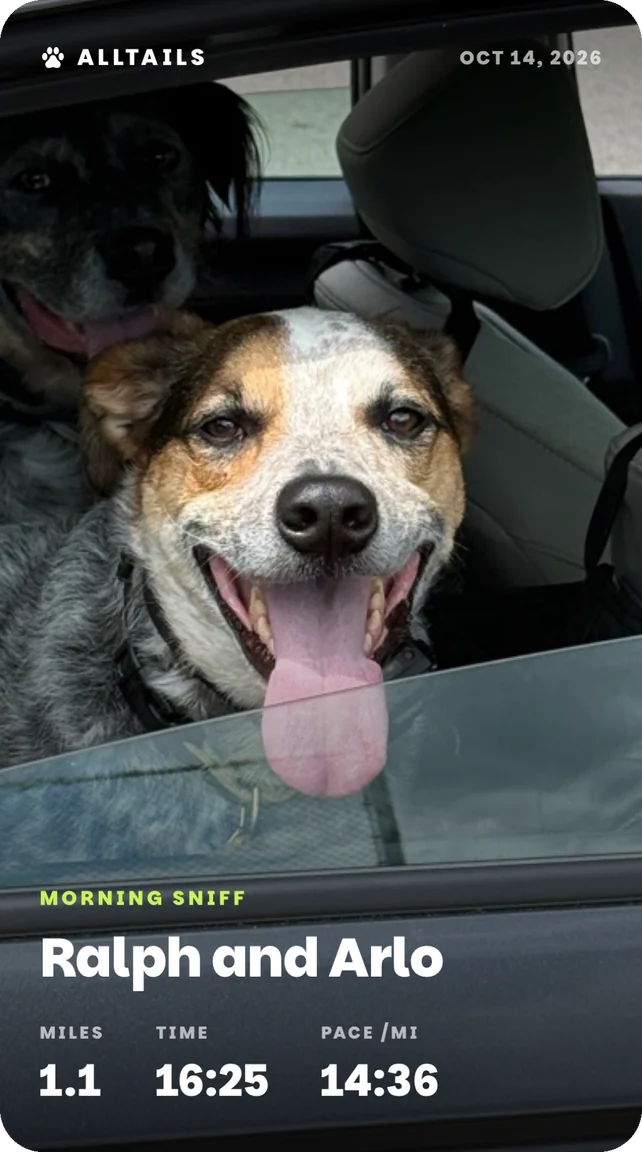 Photo card: Ralph in the car window, Morning Sniff, 1.1 miles in 16:25.